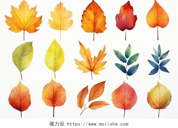 一组不同颜色的叶子卡通水彩AI插画